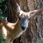 Best Of Yellowstone Full Day Nat'l Park Tour From Gardiner - Wildlife Watching in Hayden Valley