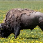Best of Yellowstone Private National Park Safari Tour - Wildlife Viewing and Geology Insights