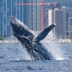 Best Waikiki Whale Watching in Honolulu: Whales Guaranteed - Guaranteed Whale Sightings and the Free Trip Offer