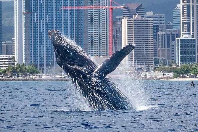 Best Waikiki Whale Watching in Honolulu: Whales Guaranteed - Guaranteed Whale Sightings and the Free Trip Offer