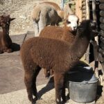 Between heaven and earth: Sanctuary of Madonna della Corona - Exploring the Sanctuary at Your Own Pace