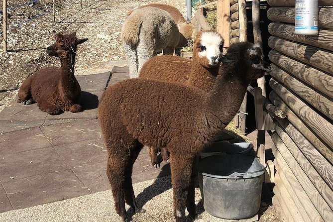 Between heaven and earth: Sanctuary of Madonna della Corona - Exploring the Sanctuary at Your Own Pace