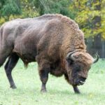 Bialowieza National Park Small Group Tour from Warsaw with Lunch included - Pickup from Warsaw Hotels and Seamless Transport