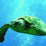Big Island: 3 Hour Waikoloa Snorkeling & Sailing Adventure - Snorkeling in Hawaii’s Warm Waters Near Kona