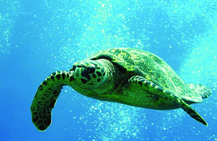 Big Island: 3 Hour Waikoloa Snorkeling & Sailing Adventure - Snorkeling in Hawaii’s Warm Waters Near Kona