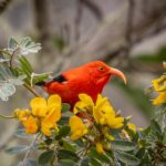 Big Island: Birdwatching Tour with Expert Guide - Starting Point and Transportation Details