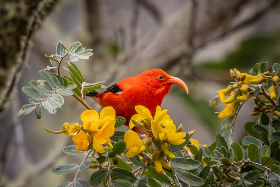 Big Island: Birdwatching Tour with Expert Guide - Starting Point and Transportation Details