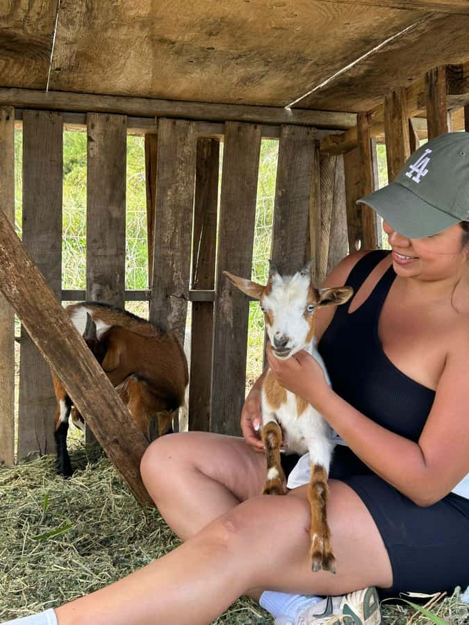 Big Island: Hand Feed & Cuddle Baby Goats - Location and How to Find Ohana Ranch