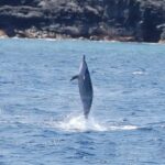 Big Island: Kealakekua Bay, Captain Cook & Marine Life Tour - How to Find the Meeting Point at Honokohau Marina