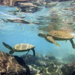 Big Island: Kona Half-Day Boat Tour with Snorkeling & Lunch - Starting Point at Keauhou Bay and the Choice of Rigid Inflatable Boats