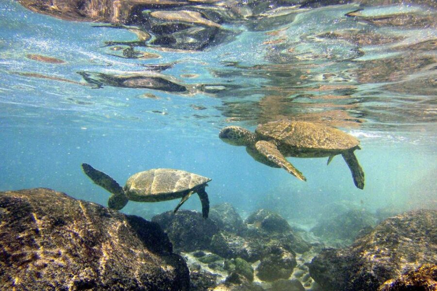 Big Island: Kona Half-Day Boat Tour with Snorkeling & Lunch - Starting Point at Keauhou Bay and the Choice of Rigid Inflatable Boats