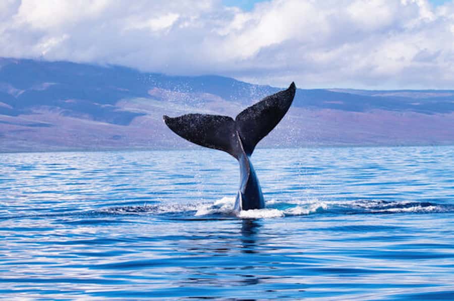 Big Island: Kona Whale Watching Tour - Departing from Honokohau Harbor: Where the Adventure Begins