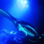 Big Island: Manta Ray Snorkel Boat Tour - Departure from Honokohau Small Boat Harbor in Kailua-Kona