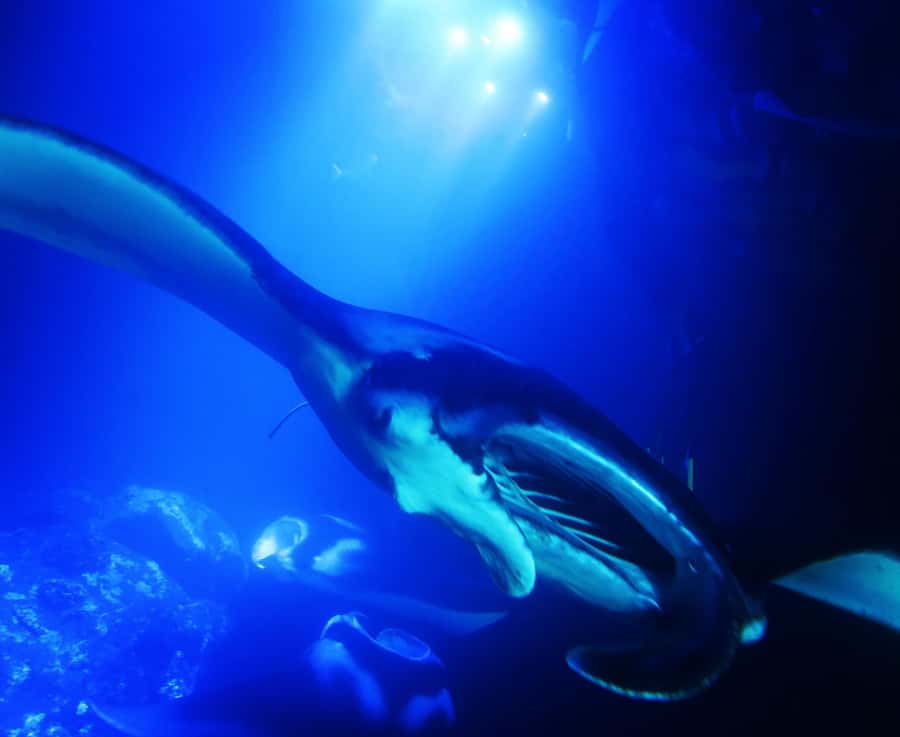 Big Island: Manta Ray Snorkel Boat Tour - Departure from Honokohau Small Boat Harbor in Kailua-Kona