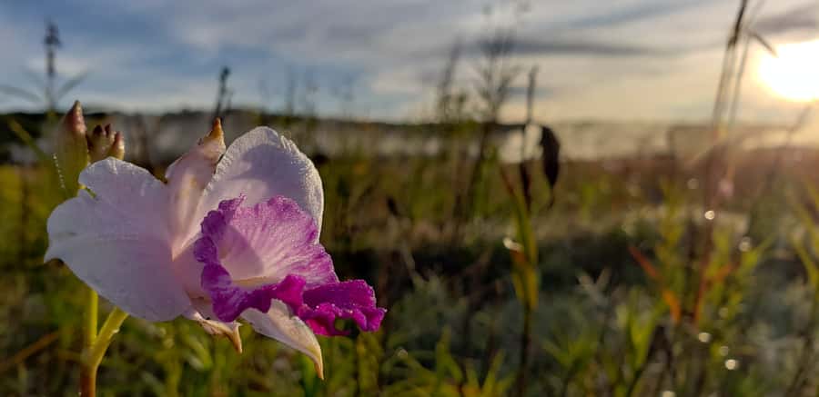 Big Island: Volcanoes National Park Private Tour - View the Transformed Halemumau Crater and Recent Lava Changes
