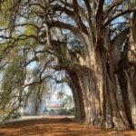 Bike tour to the Tule Tree and the Gastronomic Market - Starting Point and Meeting Details in Oaxaca City