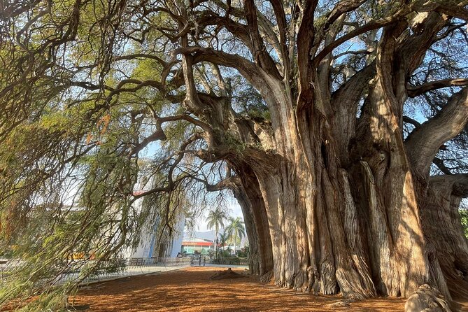 Bike tour to the Tule Tree and the Gastronomic Market - Starting Point and Meeting Details in Oaxaca City