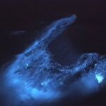 Bioluminescence Night Kayaking Tour of Merritt Island Wildlife Refuge - Exploring Merritt Island’s Protected Wetlands by Kayak