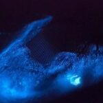 Bioluminescent Comb Jelly Clear Kayaking Tour - Exploring the Wildlife Refuge and Its Nightlife