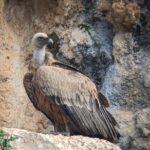 Birding Costa del Sol Day tour - Weather Considerations and Cancellation Policy
