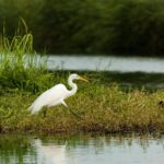 Birding San Jose Estuary Los Cabos Mexico - Marine Bird Watching and Bay Tour Highlights
