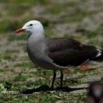Birding Tour in La Paz Mexico - Exploring La Paz’s Top Birding Sites