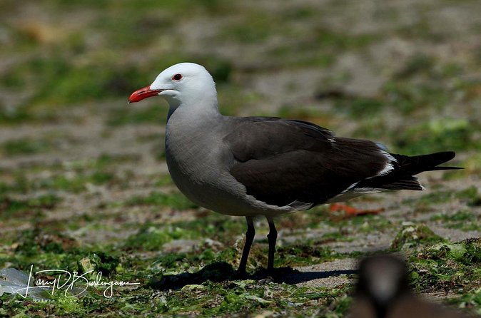 Birding Tour in La Paz Mexico - Exploring La Paz’s Top Birding Sites