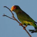 Birds of the Mayan World 1 - Observing the Distinctive Motmot and Other Birds