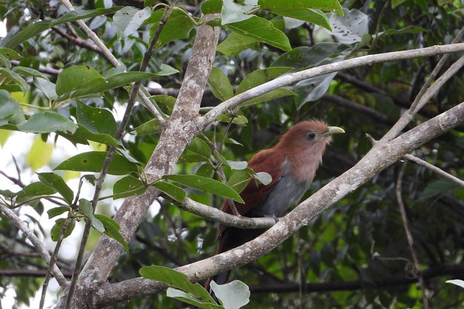 Birds of the Mayan World 2 / Route of the cenotes - The Starting Point in Puerto Morelos: Flamboyán