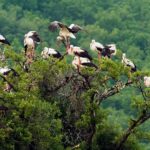 Birdwatching and cultural heritage tour from Varna - Exploring Madara Archaeological Reserve and the Madara Rider