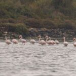 Birdwatching Boat Tour in the Tagus Estuary - Starting Point at Doca de Santo Amaro