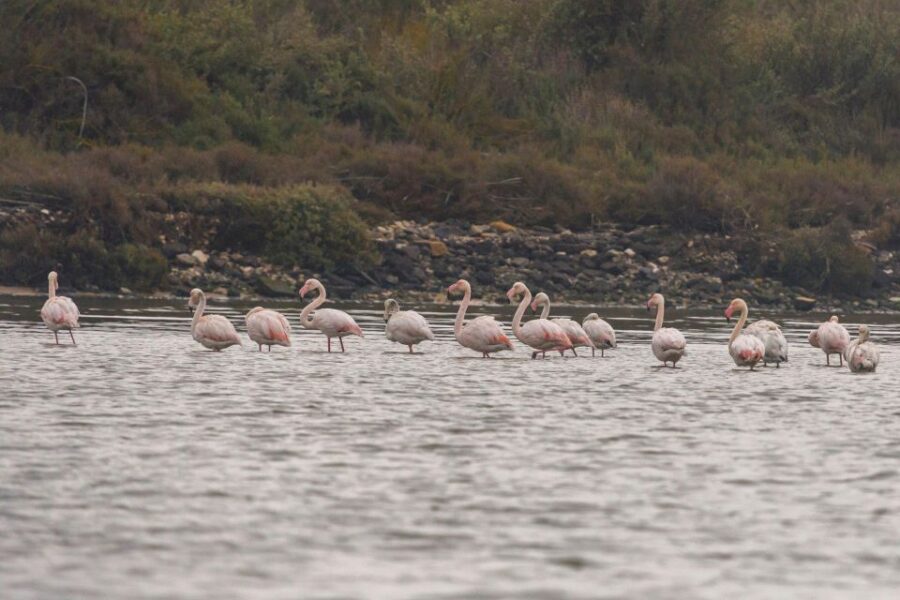 Birdwatching Boat Tour in the Tagus Estuary - Starting Point at Doca de Santo Amaro