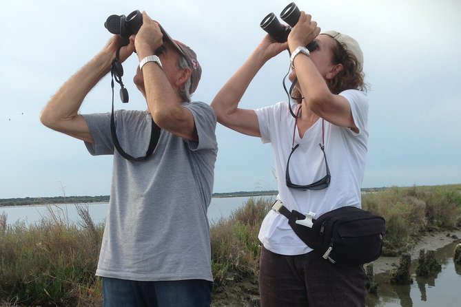 Birdwatching by boat in a small group in the Pialassa Baiona - What Wildlife and Bird Species Will You See?