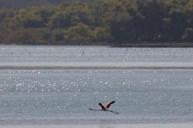 Birdwatching Experience in Narte Lagoon & Akerni Dunes - Tasting Local Flavors at Restaurant Dolphin