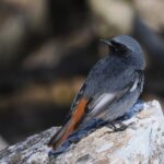 Birdwatching in Ronda and Grazalema - Touching Geology at El Tajo de Ronda