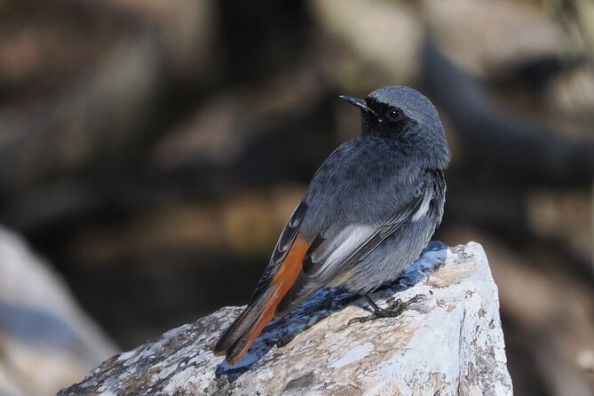 Birdwatching in Ronda and Grazalema - Touching Geology at El Tajo de Ronda