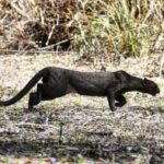 birdwatching in the nearby savannah of Palenque - Discover the Palenque Savannah and Bird Sanctuary