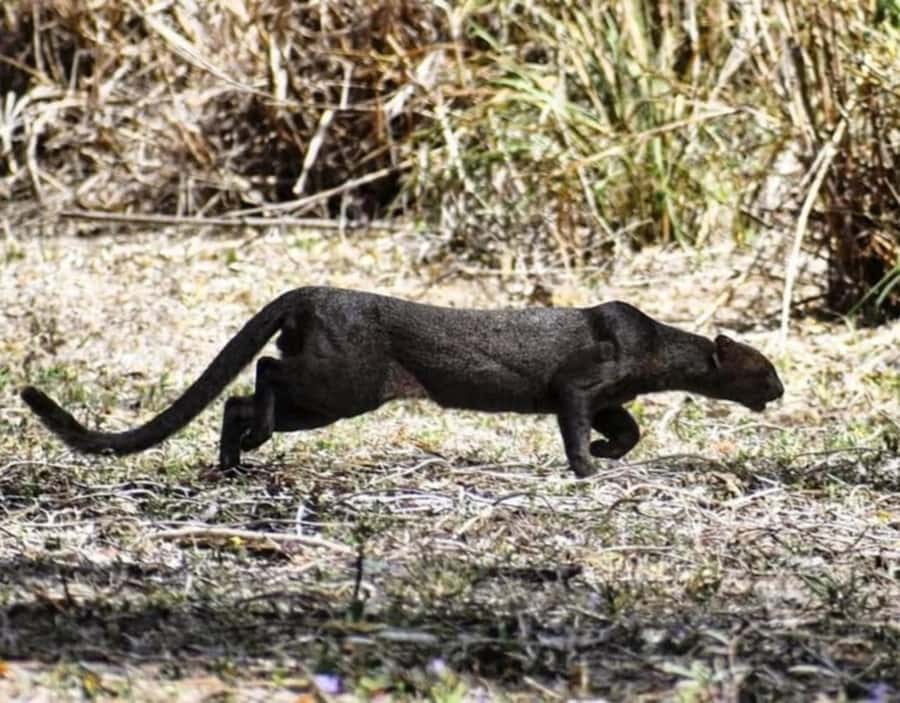 birdwatching in the nearby savannah of Palenque - Discover the Palenque Savannah and Bird Sanctuary