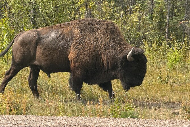 Bison Highway Wildlife Tour - Wildlife spotting: Bison, Moose, Foxes, and More