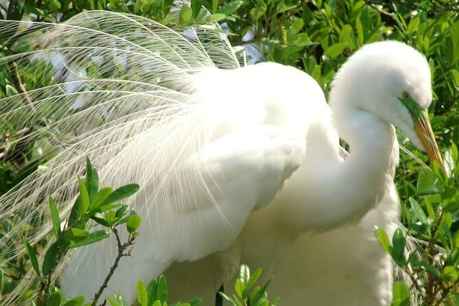 Blue Springs 4 Hour manatee Kayak Tour - What to Expect from the 4-Hour Kayak Experience