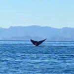 Blue Whale Watching Experience in Loreto - The Marine Wildlife Journey in Loreto’s Protected Area