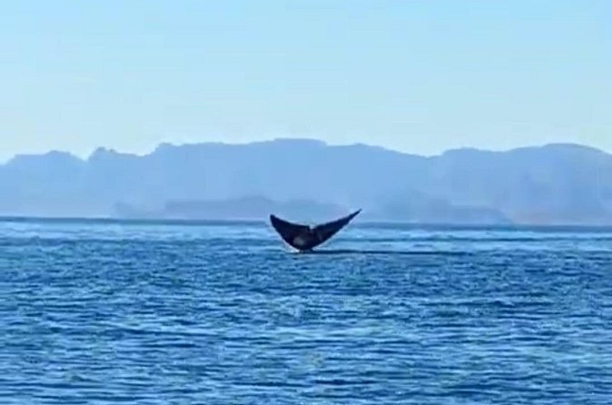 Blue Whale Watching Experience in Loreto - The Marine Wildlife Journey in Loreto’s Protected Area