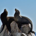 Boat ride to the Arch and Snorkel - Snorkeling at Pelican Rock: Encountering Marine Life