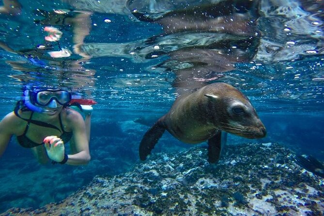 Boat Tour and Snorkel at Pelican Rock - What the Two-Hour Tour Includes