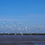 Boat Tour - Bird Observation in the Tejo Nature Reserve - Expert Guidance in the Heart of Lisbon’s Natural Reserve