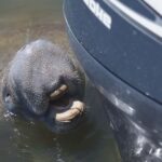 Bokeelia: Cabbage Key Nature Cruise - Cruising Through Charlotte Harbor and Pine Island Sound