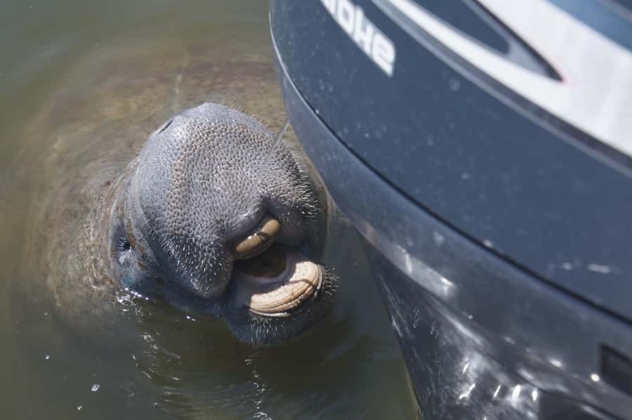 Bokeelia: Cabbage Key Nature Cruise - Cruising Through Charlotte Harbor and Pine Island Sound