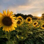 Bologna Surroundings Photo Tour: Rolling Hills and Badlands - The Scenic Journey through Bologna’s Rural Terrain
