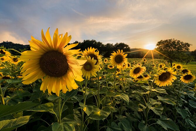 Bologna Surroundings Photo Tour: Rolling Hills and Badlands - The Scenic Journey through Bologna’s Rural Terrain