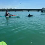 Bonita Springs Dolphin, Manatee & Sea Turtle Adventure Tour! - Wildlife Encounters and Sightings